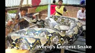 Amazing World Records!!!