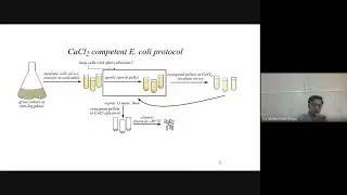 Competent Cells Preparation