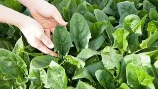 14 Different Types of Spinach For Your Garden