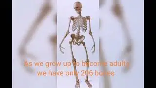 bones/ thigh bones femur /stapes /collagen/knee joints /cartilage
