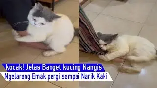 ASLI lUCU! kucing Melarang Emaknya pergi sampai beneran Nangis Maksa minta di ajak/kompilasi kucing