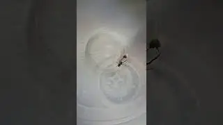 saved my 🏠 🕷 🕸#life #awareness #reality #spider #arachnid #fyp #saved