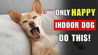 6 Hidden Signs Your Indoor Dog Is Truly Happy and Healthy (Don&rsquo;t Ignore 2)