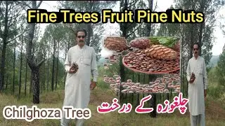 pine tree fruit I pine Nuts Chilgoza I MrValle Vlogs