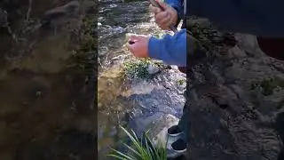 Recupero e rilascio Vairone