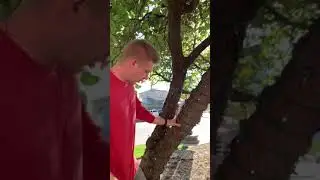 How do you string lights on an outdoor tree spiral and trunk wraps