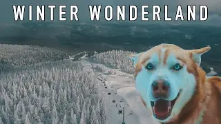 FROZE TO DEATH IN CANADA! CHECK THIS DOGS EYES! w/ TaylorCutFilms