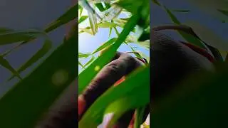 ClassicCartoon Compilation |@WB Kids 😂 #short 🙏 #Gadgets #funny #comedy @Masti_BacchaTv