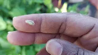 Pest pressure still
