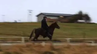 Dalb&aelig;r