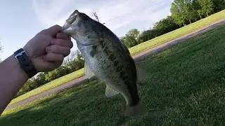 Pond Fishing With LIVE WORMS