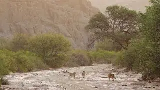 E54: NATURALIST GUIDING - Hoanib Ephemeral River #whynamibia #conservationfilmfoundation  #namibia