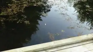 Moon reflection on water