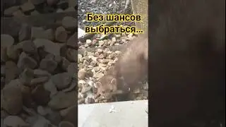 Спасли из каменного плена. #ebellandia #куница #спасение_животных