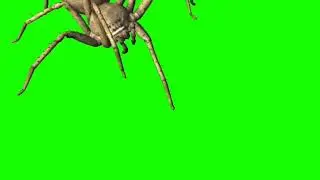 green screen spider/8 leged insect/ insect /scary creature green screen spider/Spiderman/web insect