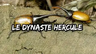 Fiche d'elevage dynaste hercule.