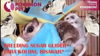 BREEDING SUGAR GLIDER BANYAK DICAMPUR SATU KANDANG, BISAKAH?? Tips Ternak SG yang produktif