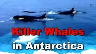 Killer Whales (orcas) on the Ice Edge of McMurdo Sound, Antarctica