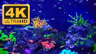 Akvaryum Videosu, Rahatlatıcı Akvaryum Sesi 🐠