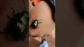 Metallic Bug #insects #bug #jungle