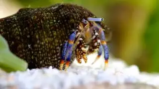 Dwarf Blue Leg Hermit Crab