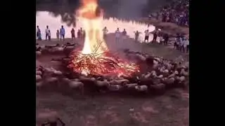 Sheep 🐑 running in 🔥 fire #farming #sheep #funnyvideo