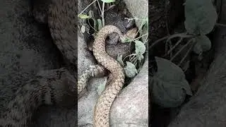 Breeding of a rare venomous snake #snake #shortvideo #kingkobra