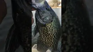 💥These Are Grown Men We Are Catching In March 2022  I Give All My Secrets YouTube Cams Crappie Hole💥