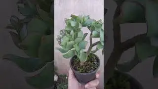 Jade ondulada! Essa encanta colecionador!! #plantas #suculenta #jadeencantadora