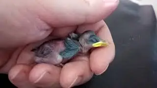 Sparrow nestling on arrival