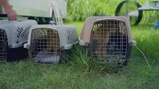More than 200 cats were rescued from a Manatee County home. Now, they're looking for a new home.