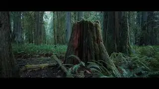 Cinematic 2.39:1 video for testing - fastclip.it