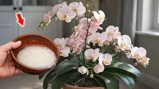 Just Rice! Weak Orchids Suddenly Take Root And Bloom Abundantly With Magical Flowers!
