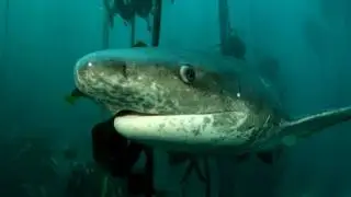 Episode IV -  Inshore Dive - False Bay - South Africa