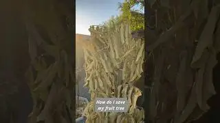 How to Revive a Dying Fruit Tree (After a Heatwave). #garden