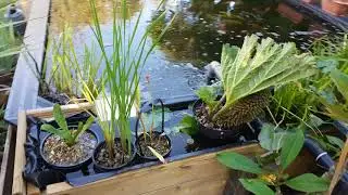 Raised sleeper koi pond with Window update Aug 2018