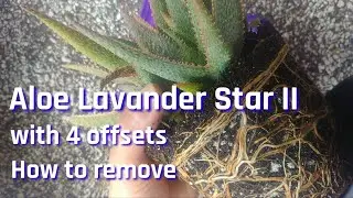 Aloe Hybrids How to Remove Offsets from the Mother Plants