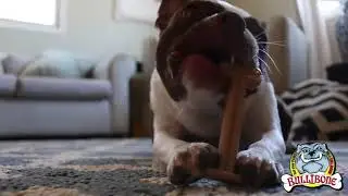 Nylon Dog Chew Toy- Bullibone Bacon XL Nylon Bone - 1 Bone | PuppySimply