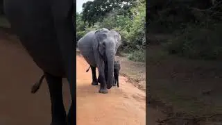 Yala Elephant | Wild Animal Sri Lanka  #elephant #animals