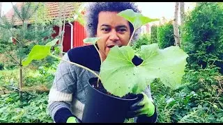 Planting a Petasites Hybridus (Butterbur) and Tidying the Surrounding Plant Bed