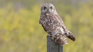 420 Short Eared Owls