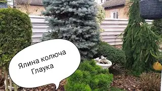 Ялина колюча Глаука. (Picea pungens Glauca). #garden #flowers #plants