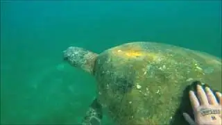 Spearfishing Old Woman Island QLD