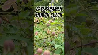 Honey bee hive day--late summer health check #beekeeping #pollinatorgarden