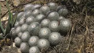 Mammillaria in Mexico