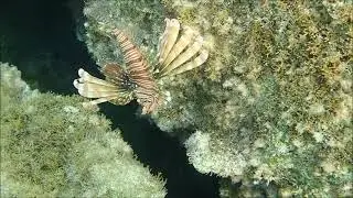 Lessepsian Fish Migrants from the Red Sea in Cyprus