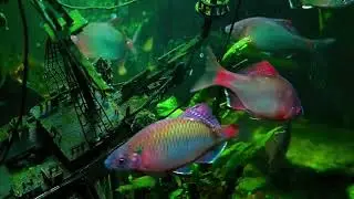 Pirates of the Caribbean Style DIY Aquarium Ship