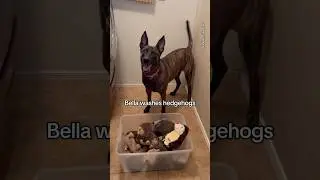 Bella washes her hedgehogs 🦔