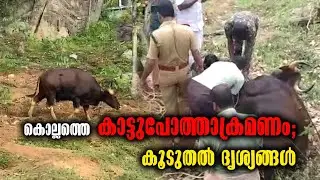 Kollam- Anchal- Ayoor - Perungalloor -കാട്ടുപോത്തിന്റെ ആക്രമണം- Wild Buffalo Attacked Malayalam News