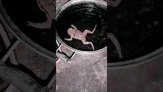#taking a bath#palaka or frog#Maria Ansay Vlog